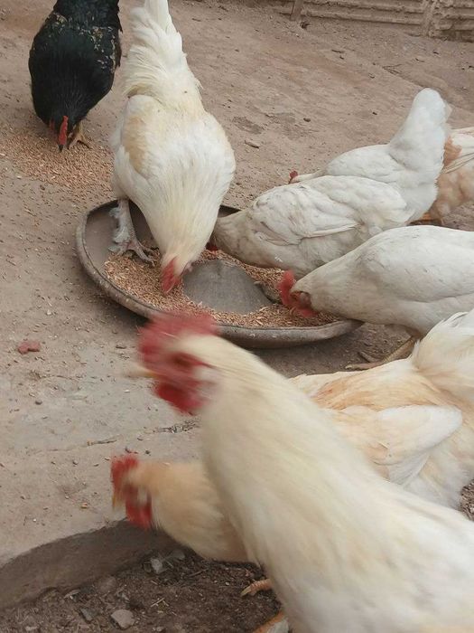 Продам курей и петушков