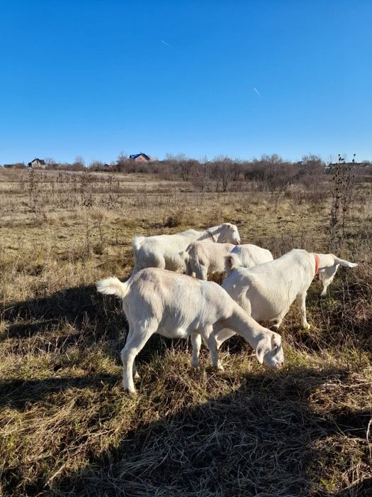Vand capre mai multe detalii la telefon