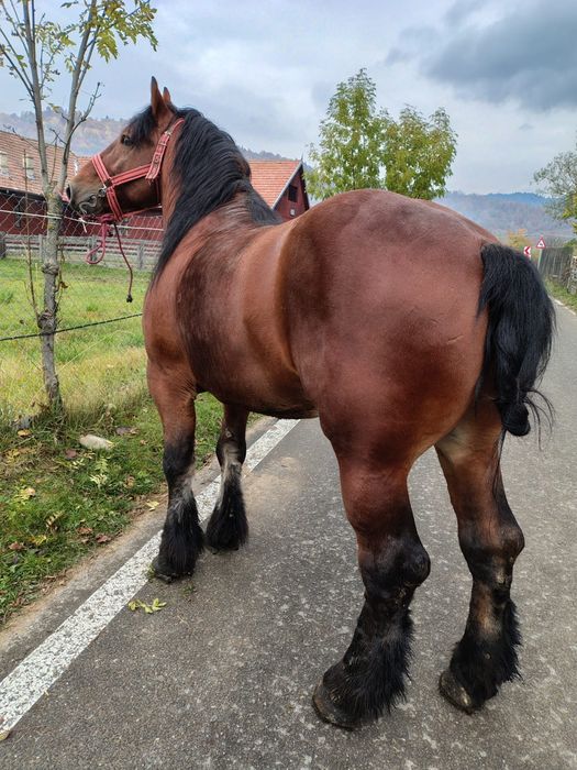 Armăsar 5 ani foarte blând