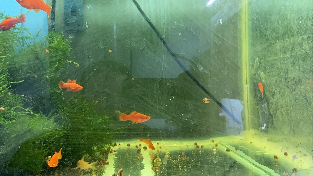 Балыктар сатылады