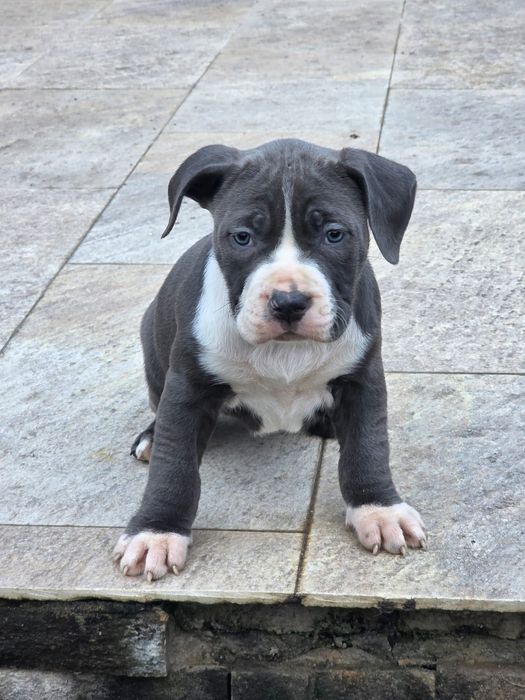 Pui perfect sanatosi cu pedigree