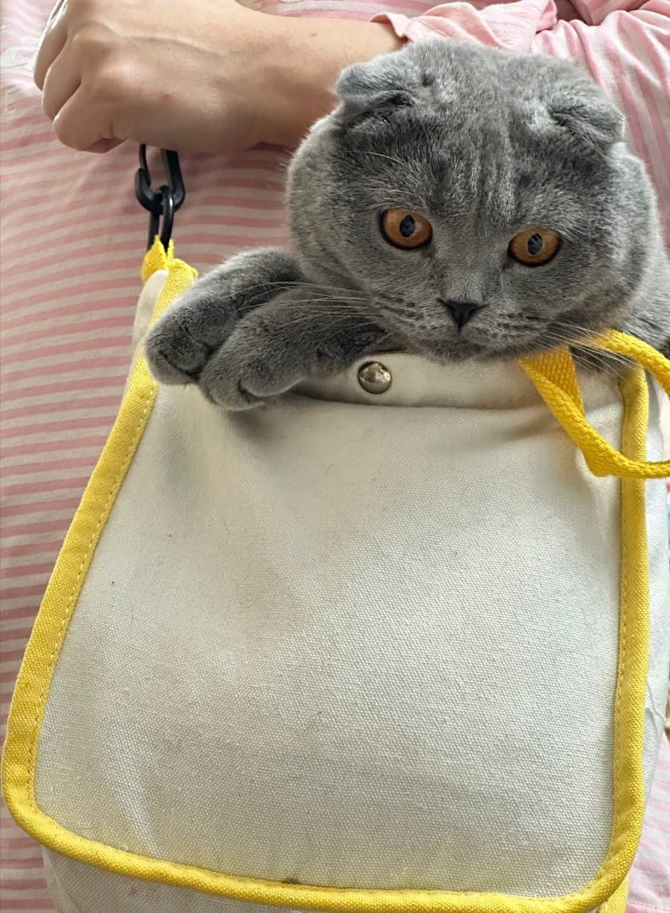 Mushukcha , Baby cat