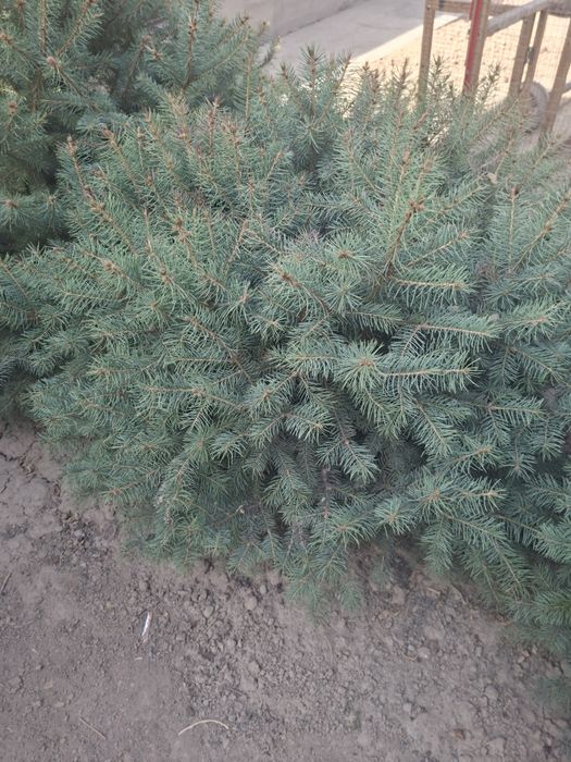 Голубой ель для сада