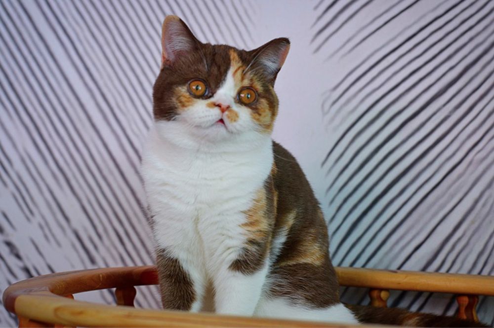 Британская шоколадная черепаха