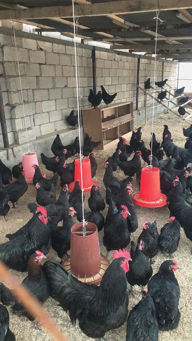 Andijon qora tovuq joʻjalari sotiladi