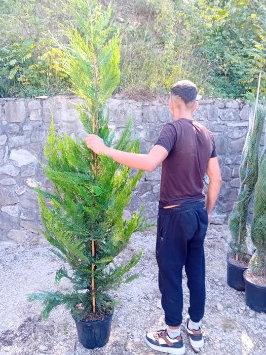 Vând chiparos leylandi diferite dimensiuni