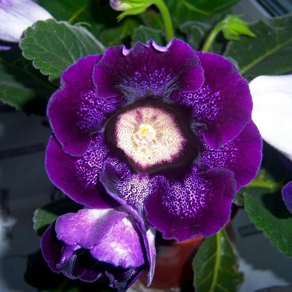 Bulbi mari de gloxinia 7 culori diferite la numai 10 lei/bulb