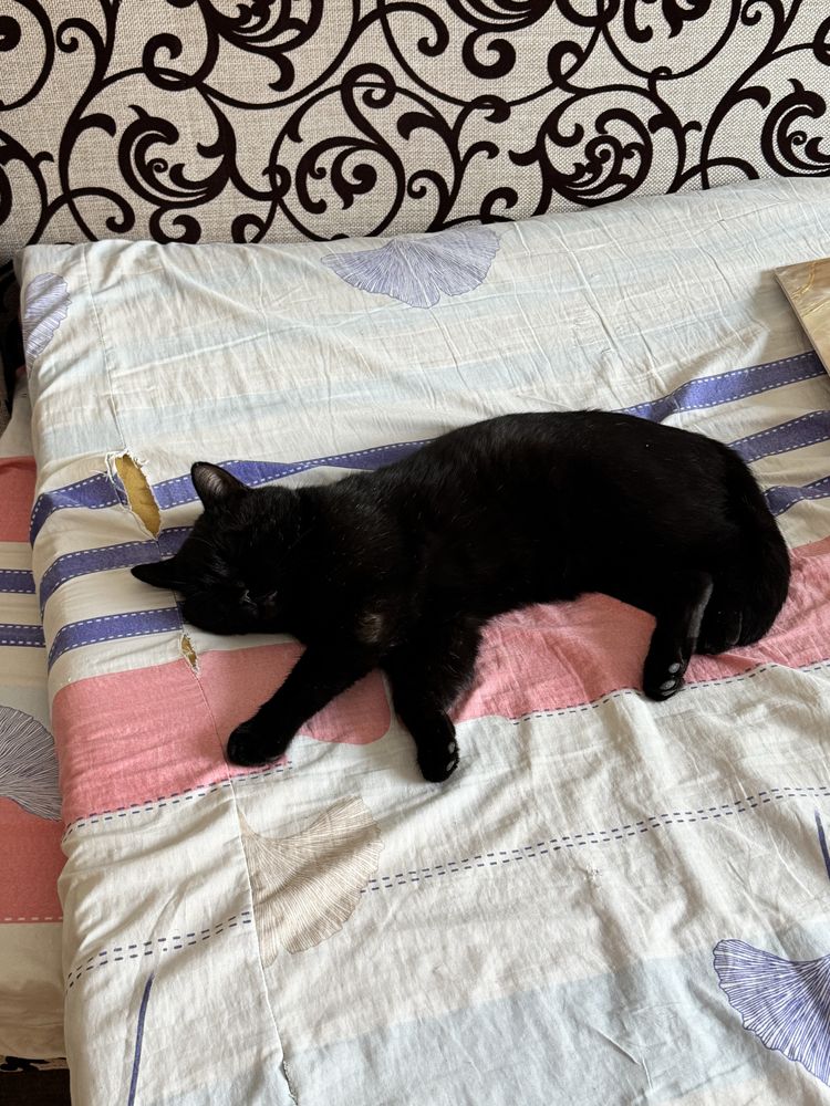 Потерялся черный кот