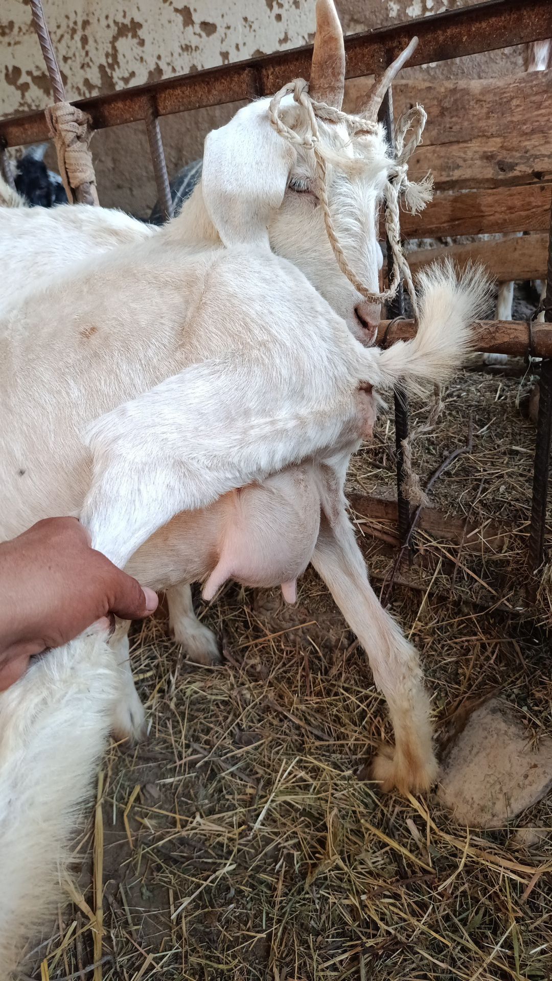Echki sotiladi..