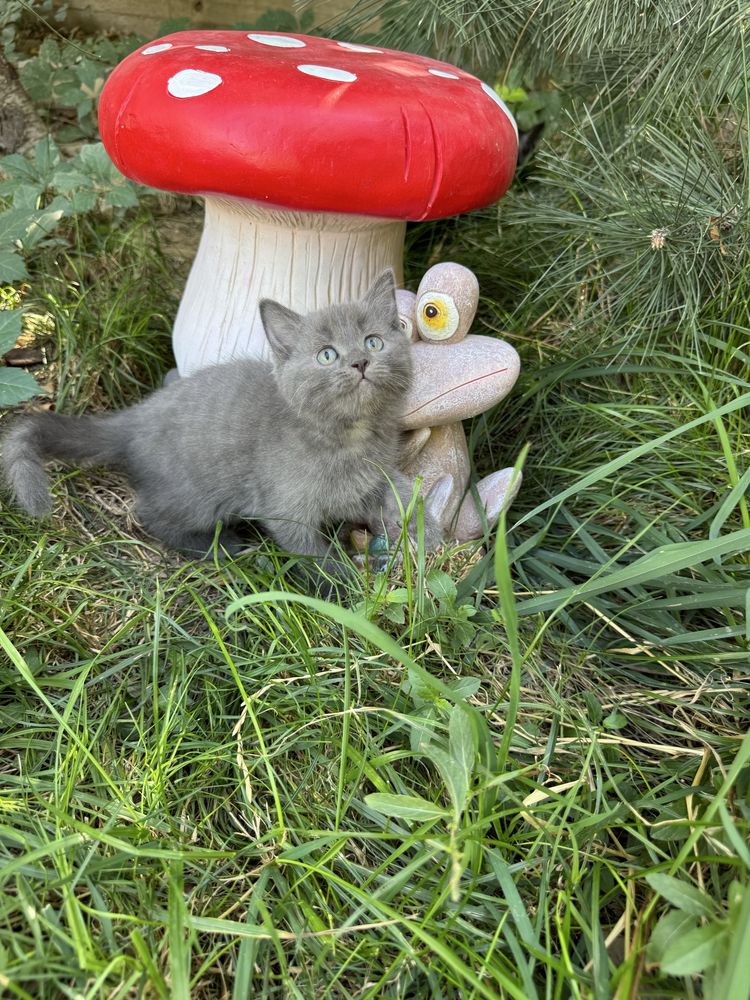 Котята-в добрые руки