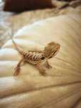 Agama cu barbă (Pogona Vitticeps)