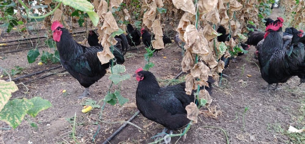 Pui Australorp la 2 săptămâni