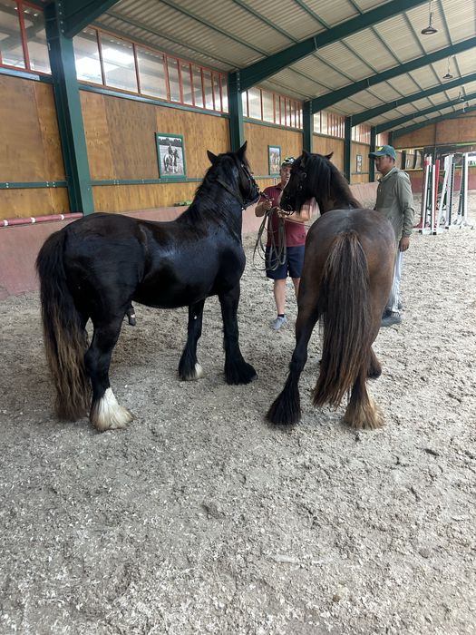 Pereche de manji gipsy vanner tinker originalu