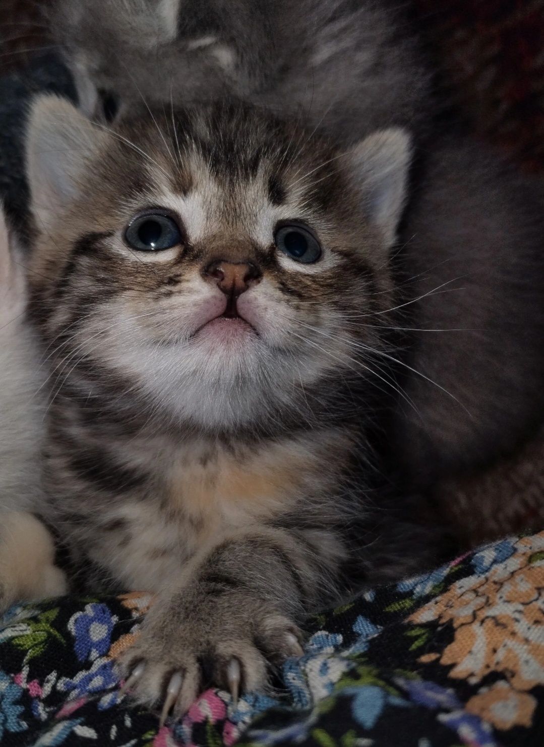 Продаётся котенок