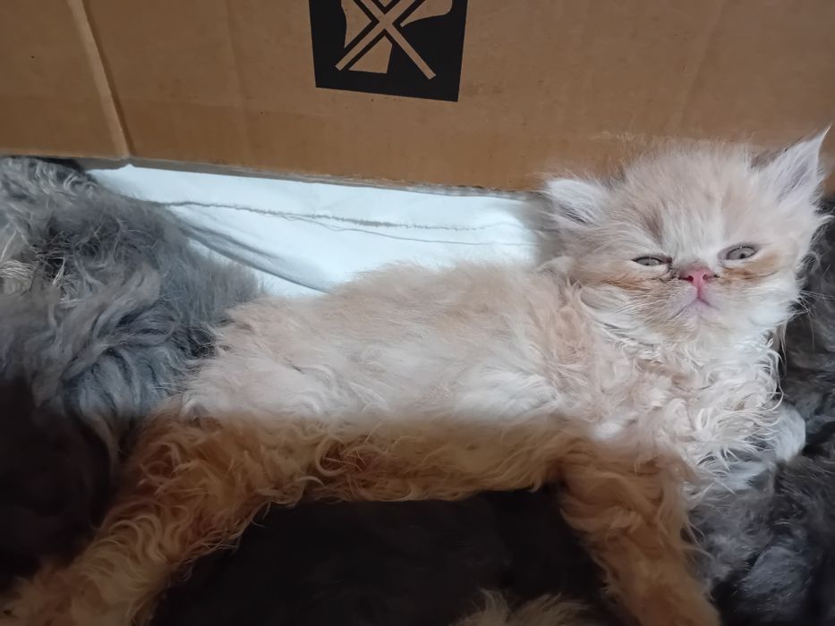 Персийски котки женски и мъжки