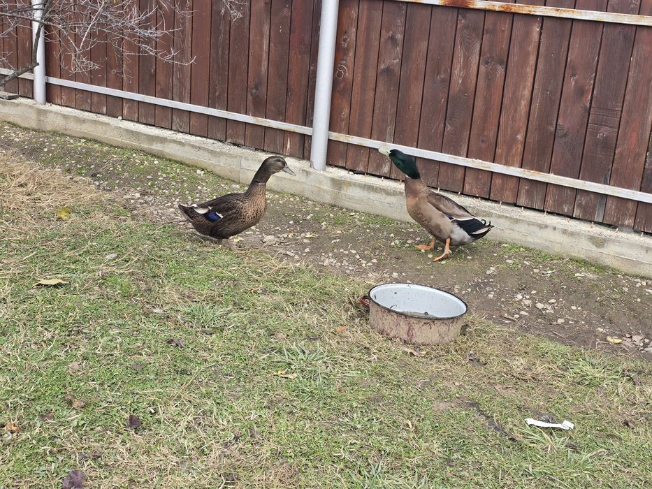 Rațe Rouen si colorate