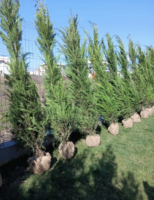 Tuia Leylandii Oferta Personalizata