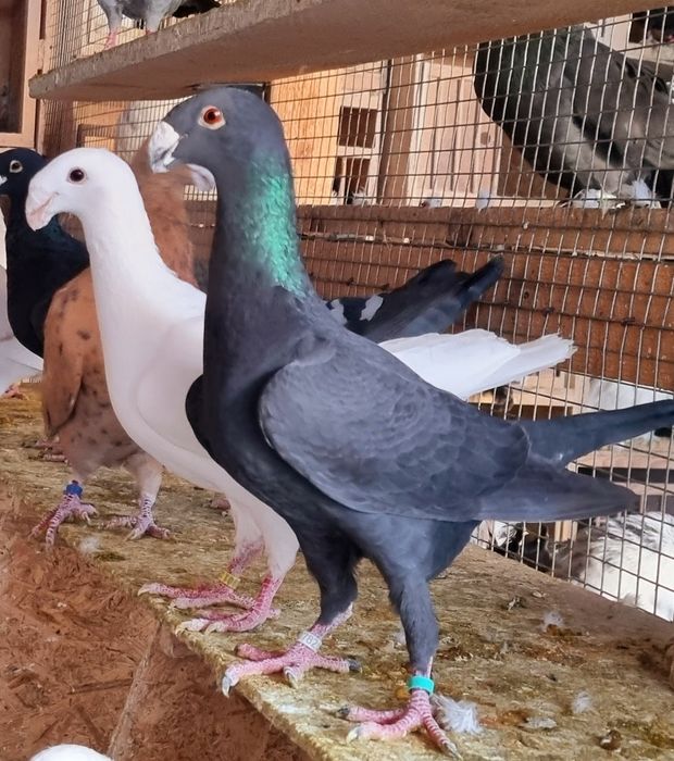 Germani de frumusete!