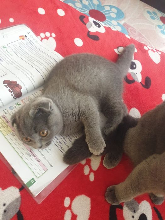 Fetiță scotish fold