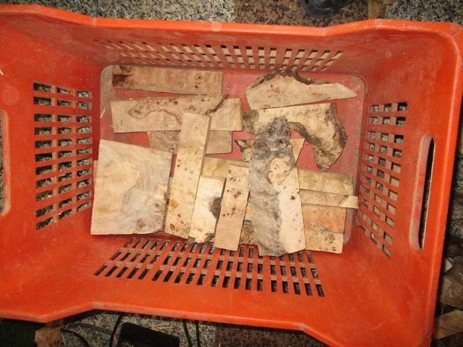 Подарявам трупчета от туморна топола