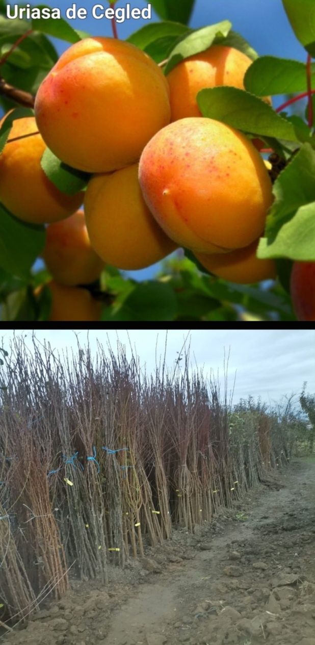 Piersici-pomi fructiferi