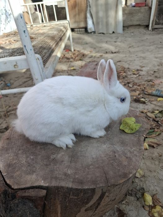 Germelin 6 oyli sames