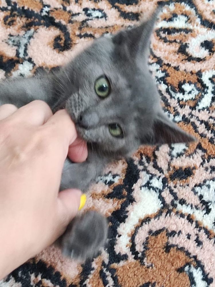 Кошка Котенок девочка поисках дома ! Костанай ! Привезем !