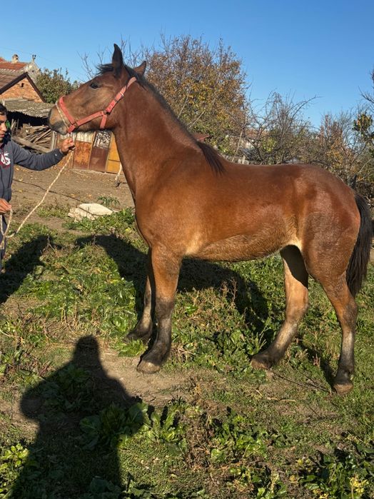 Manză de 1 an zumate foarte blândă cu forme