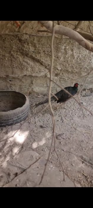 1 juft Rumin fazan sotiladi