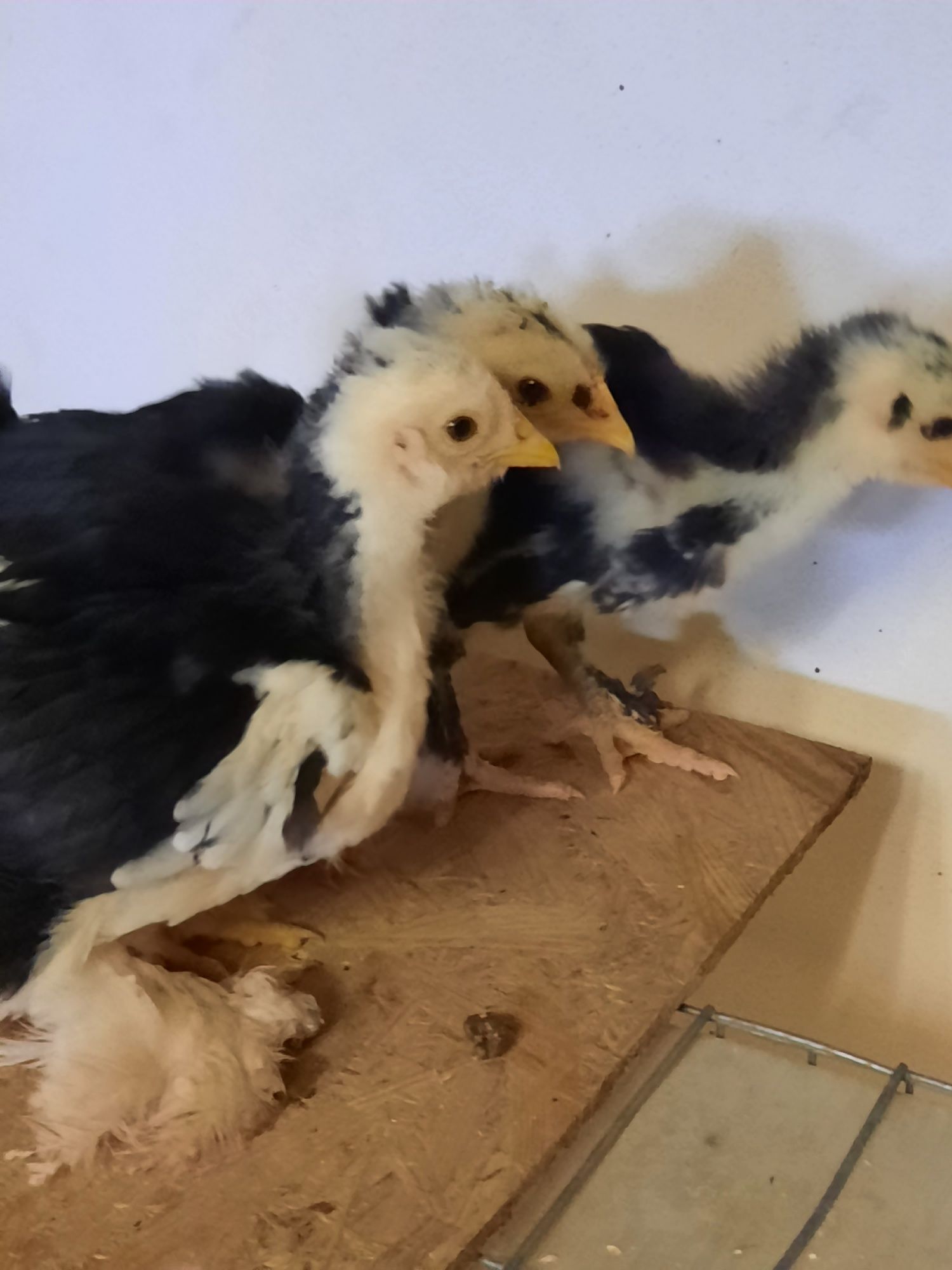 Ouă de la găini wiandotte de vînzare