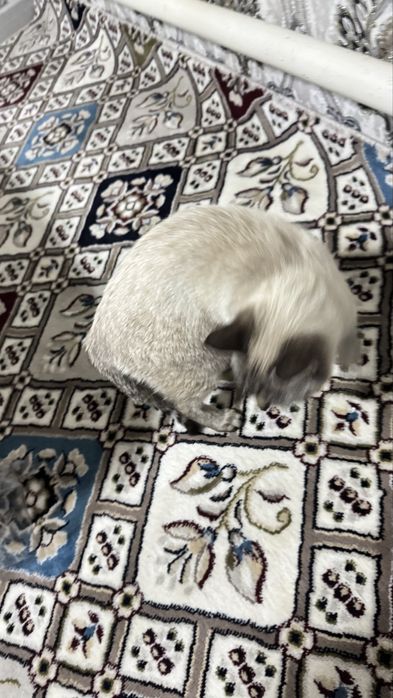 Scotish fold short hair pruvaznoy onasi fold otasi straight