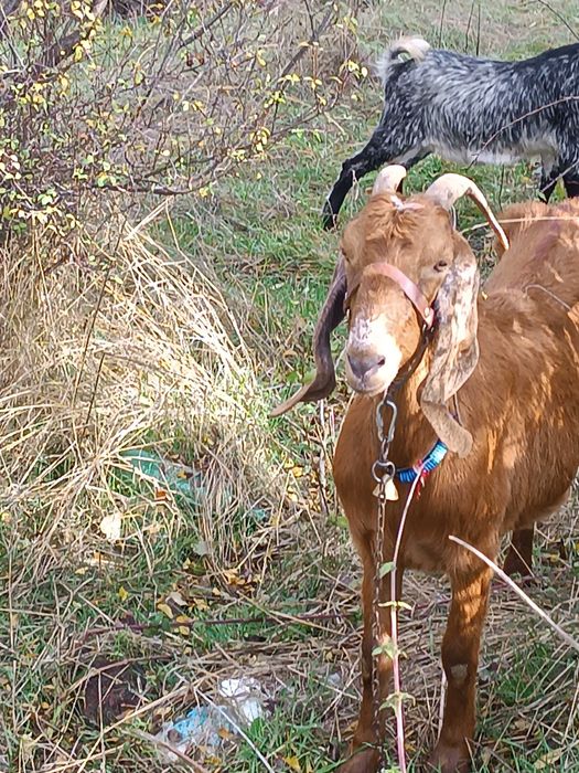 Млада породиста коза