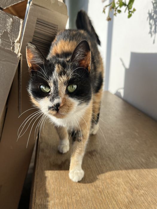 Пидарява се женско коте