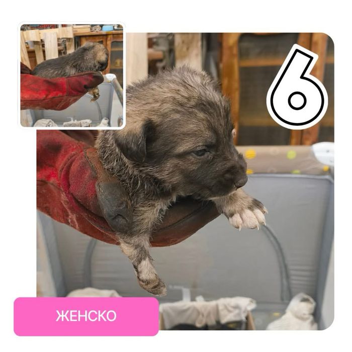 Подарявам бебета кучета