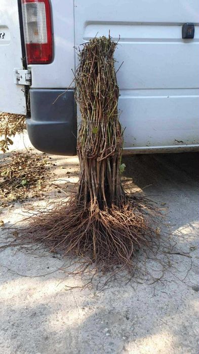 Vita de vie altoită si hibrid