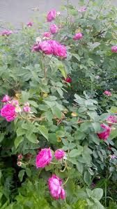 Vând hortensi la ghiveci și trandafiri de dulceata