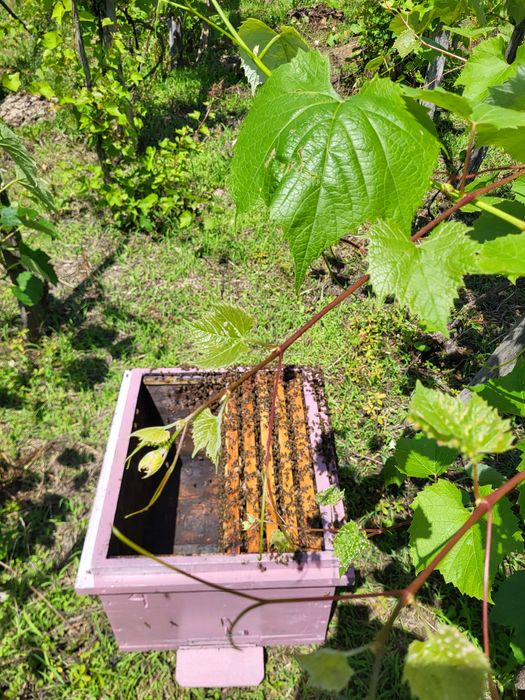 Roi,miere,stupi,polen,rame cu miere pline