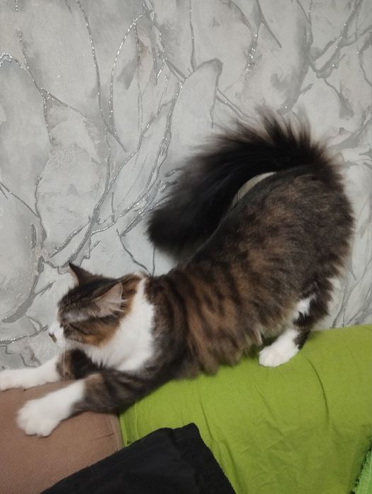 Кот Гром ищет дом!