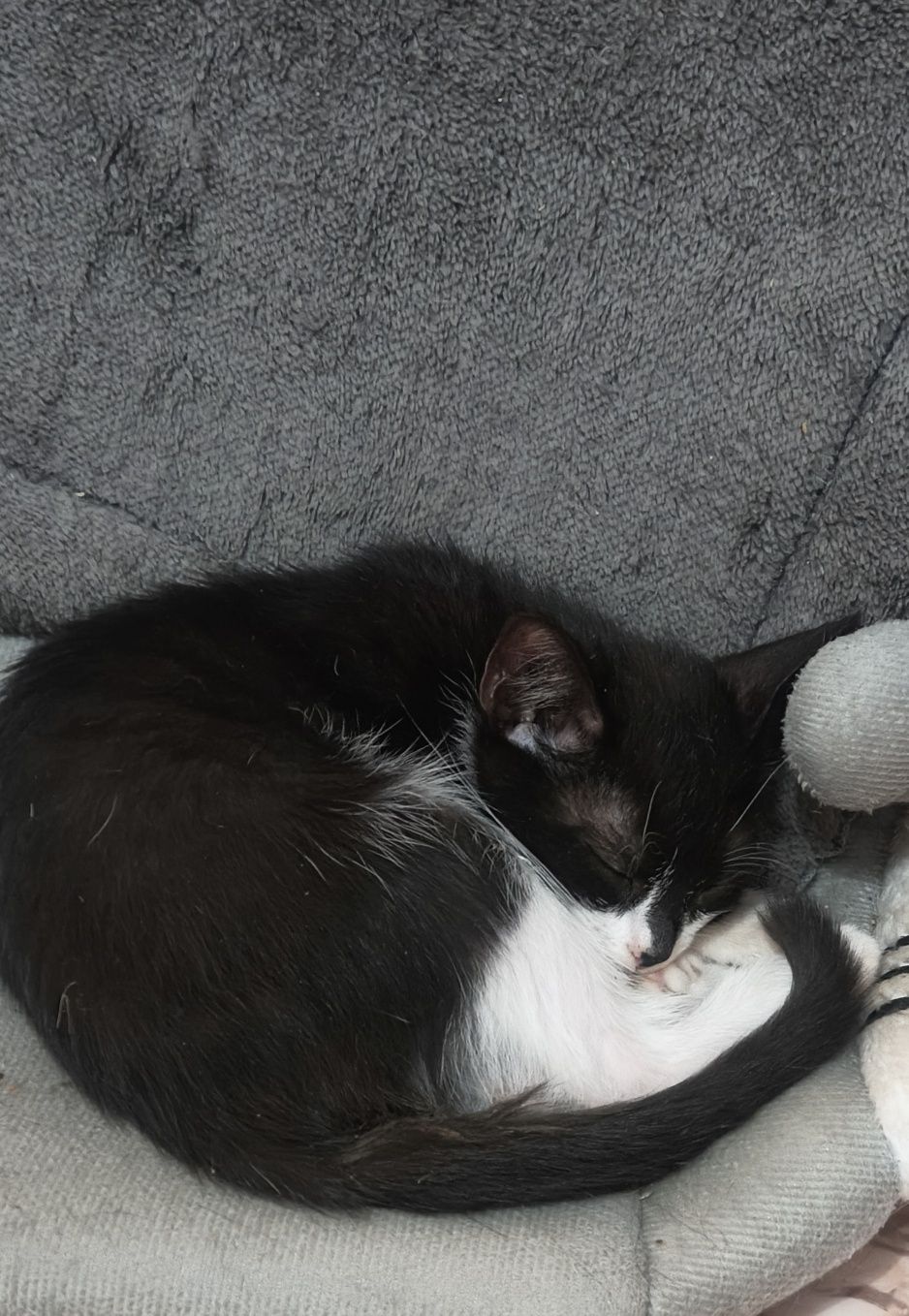 Отдам Котят в добрые руки.
