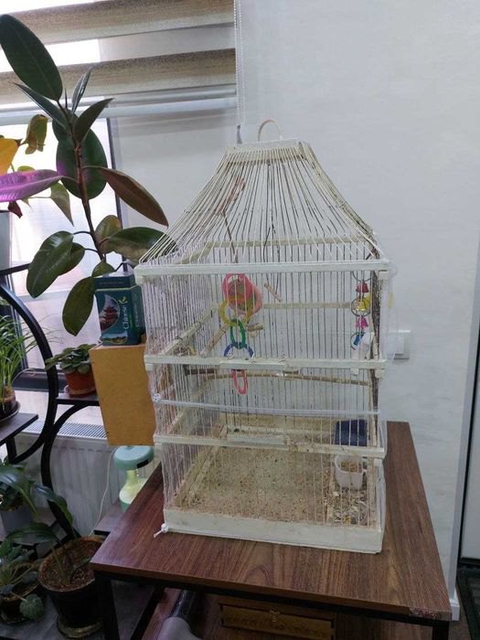 Продаются попугаи неразлучники