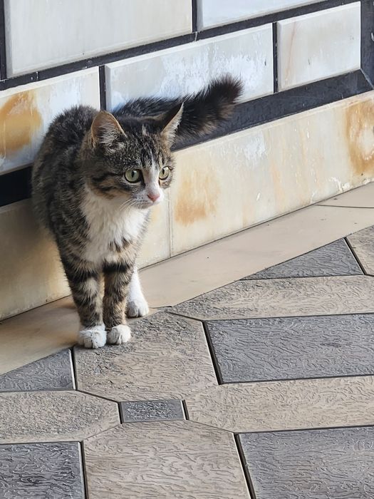 Отдам котёнка в добрые руки!