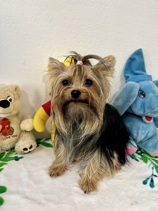 Йоркширски териер-Мини йорки