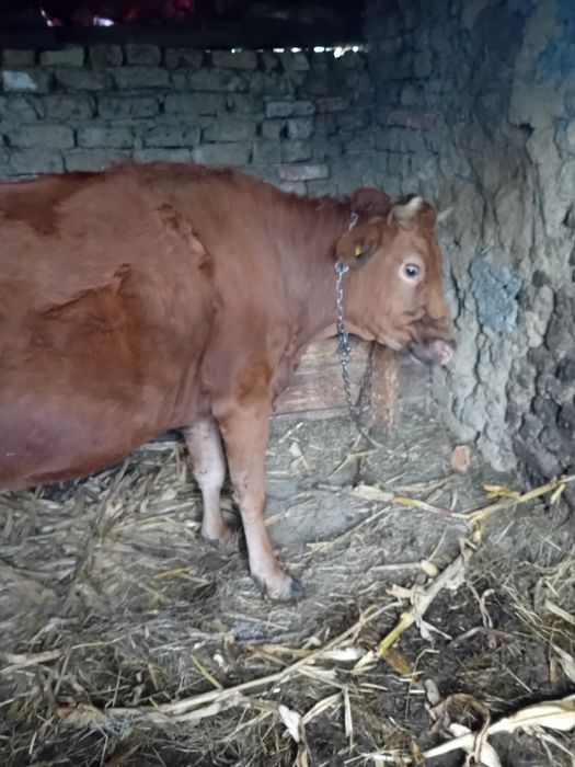 Vând 2 vitele și o vacă