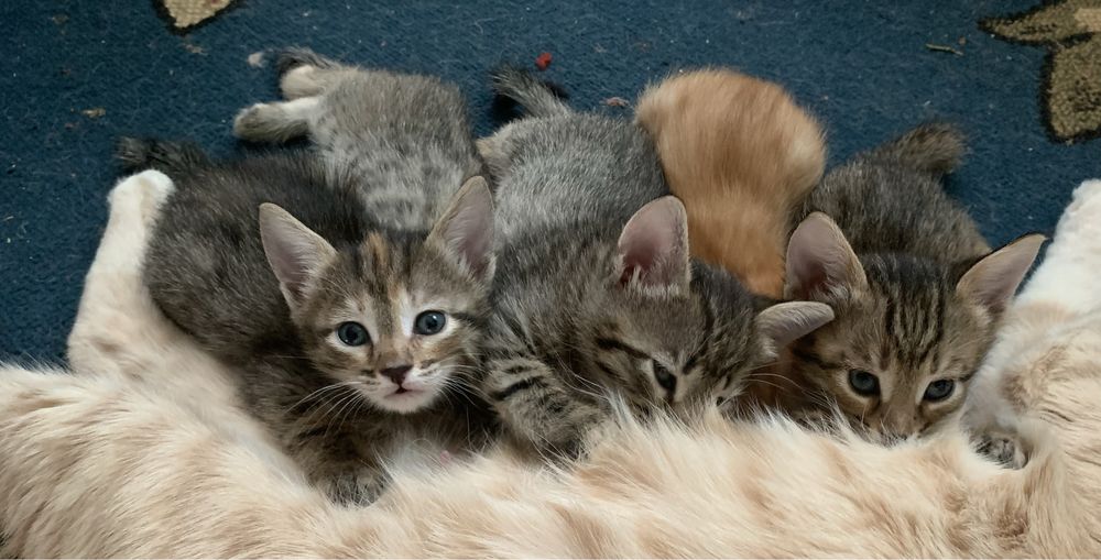 Котята симпатяжки