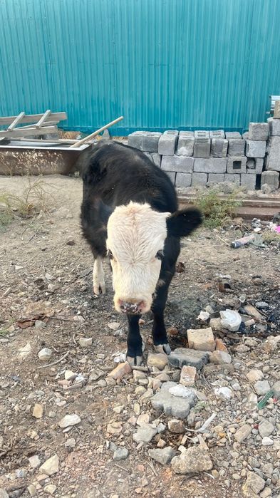 Еркек баспақ сатылады,саудасы бар