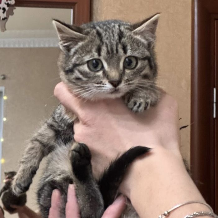 Кошечка красотка