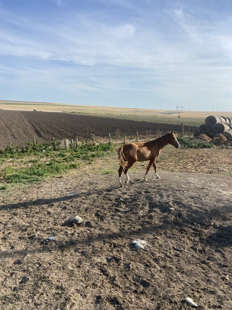 Mânză de vânzare!!