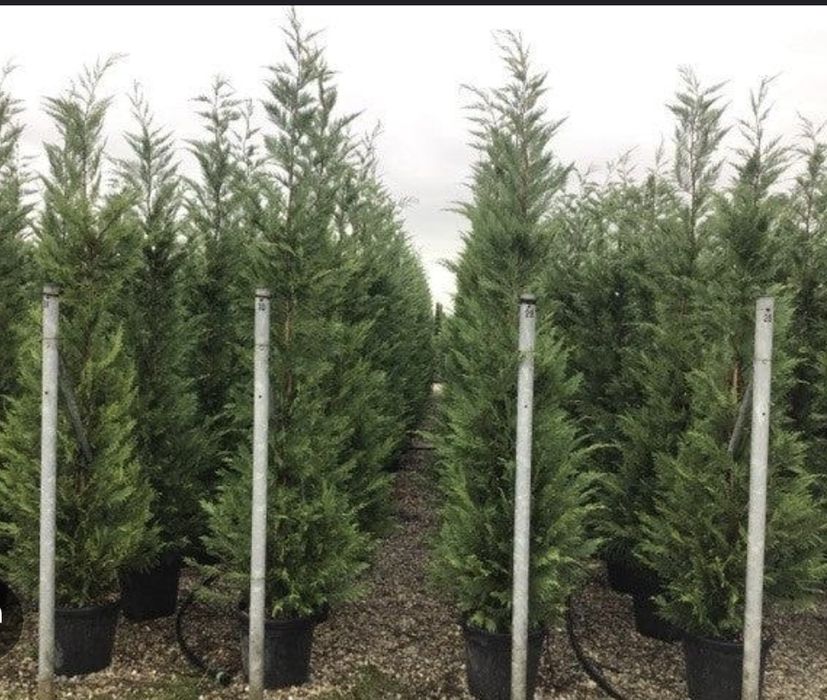 Tuia leylandii la cele mai bune oferte