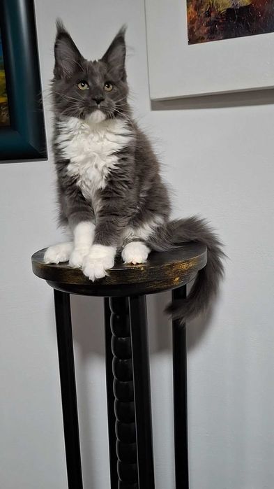 Felisa Autorizata WCF-rasa Maine Coon-Pedigree-Timisoara