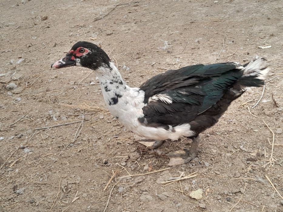 Чипундар сатылады 12 штук 3 еркек 9ұрғашы